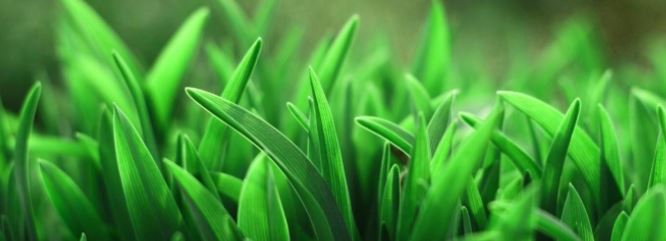 sodium coppe chlorophylin..